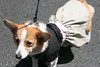 bccrotary > Doggie Portraits photo