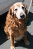 bccrotary > Doggie Portraits photo