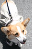 bccrotary > Doggie Portraits photo
