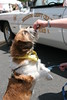 bccrotary > Doggie Portraits photo